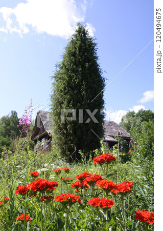 Red Lychnis chalcedonica plants in a flowering season in the garden. Red Lychnis chalcedonica plants in a flowering season in the garden. 120494675
