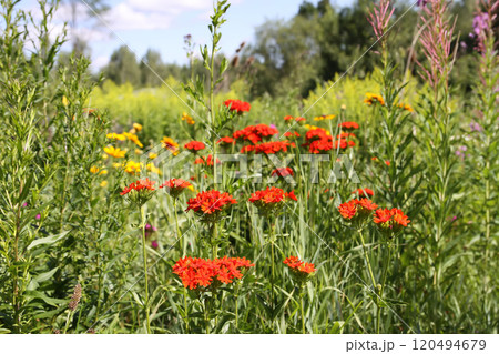 Red Lychnis chalcedonica plants in a flowering season in the garden. Red Lychnis chalcedonica plants in a flowering season in the garden. 120494679
