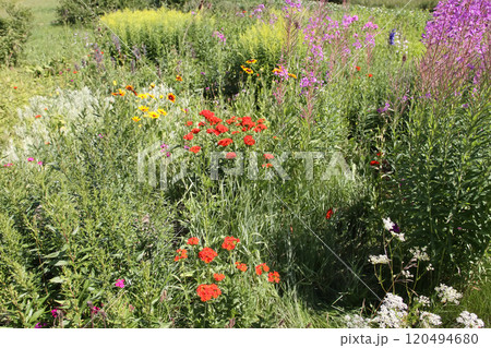 Red Lychnis chalcedonica plants in a flowering season in the garden. Red Lychnis chalcedonica plants in a flowering season in the garden. 120494680