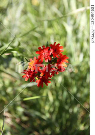Red Lychnis chalcedonica plants in a flowering season in the garden. Red Lychnis chalcedonica plants in a flowering season in the garden. 120494681