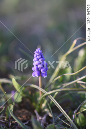 Bell-shaped blue flowers of Muscari armeniacum plant, or grape-hyacinth. 120494706