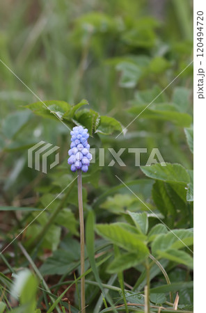 Bell-shaped blue flowers of Muscari armeniacum plant, or grape-hyacinth. Bell-shaped blue flowers of Muscari armeniacum plant, or grape-hyacinth. 120494720