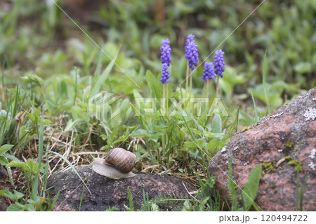 Bell-shaped blue flowers of Muscari armeniacum plant, or grape-hyacinth. 120494722