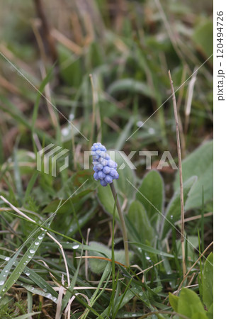 Bell-shaped blue flowers of Muscari armeniacum plant, or grape-hyacinth. Bell-shaped blue flowers of Muscari armeniacum plant, or grape-hyacinth. 120494726