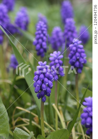 Bell-shaped blue flowers of Muscari armeniacum plant, or grape-hyacinth. 120494736
