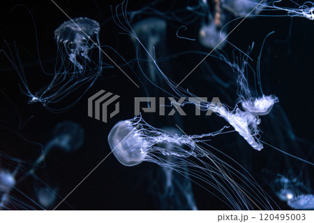 Group of Sanderia Malayensis, Amakusa Jellyfish swimming in aquarium pool with blue neon light 120495003