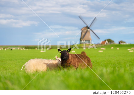 Sheep in a meadow during a bright sunset. Landscape with windmill. Agriculture. Animals on the farm. 120495270