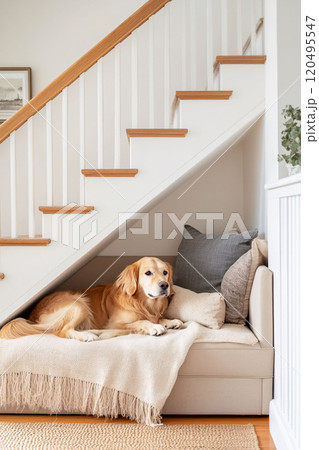 Golden Retriever Relaxing Under Staircase Couch 120495547
