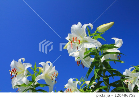満開のカサブランカと青空(夏イメージ) 満開のカサブランカと青空(夏イメージ) 120496758