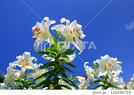満開のカサブランカと青空（夏イメージ） 120496759