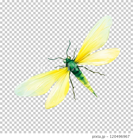 Watercolor Illustration of a Vibrant Green and Yellow Dragonfly, Whimsical Nature Design on Transparent Background 120496967