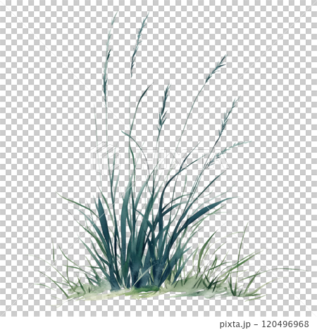 Watercolor illustration of grass blades on a transparent background. Perfect for natural design projects, eco-themed artwork, botanical illustrations, and minimalist nature-inspired compositions. 120496968