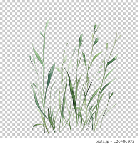 Watercolor illustration of grass blades on a transparent background. Perfect for natural design projects, eco-themed artwork, botanical illustrations, and minimalist nature-inspired compositions. 120496972