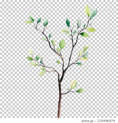 Watercolor illustration of grass blades on a transparent background. Perfect for natural design projects, eco-themed artwork, botanical illustrations, and minimalist nature-inspired compositions. 120496974