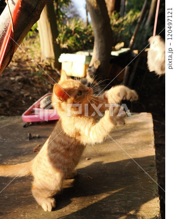 生後二ヶ月の可愛い茶トラ子猫がおもちゃで遊ぶ 120497121