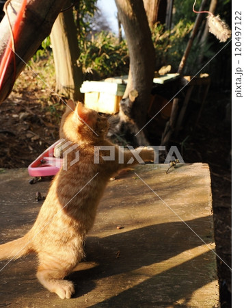 生後二ヶ月の可愛い茶トラ子猫がおもちゃで遊ぶ 120497122