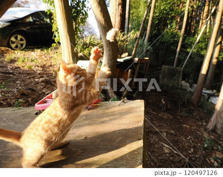 生後二ヶ月の可愛い茶トラ子猫がおもちゃで遊ぶ 120497126