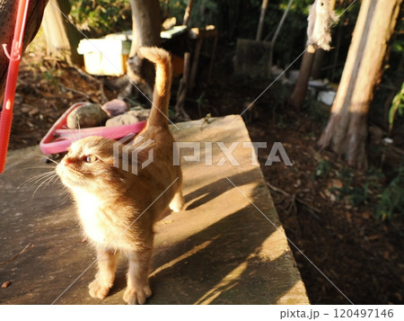 生後二ヶ月の可愛い茶トラ子猫がおもちゃで遊ぶ 生後二ヶ月の可愛い茶トラ子猫がおもちゃで遊ぶ 120497146