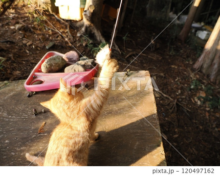 生後二ヶ月の可愛い茶トラ子猫がおもちゃで遊ぶ 120497162