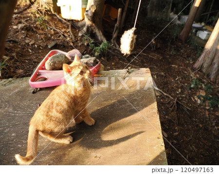 生後二ヶ月の可愛い茶トラ子猫がおもちゃで遊ぶ 生後二ヶ月の可愛い茶トラ子猫がおもちゃで遊ぶ 120497163