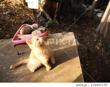 生後二ヶ月の可愛い茶トラ子猫がおもちゃで遊ぶ 120497170