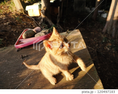 生後二ヶ月の可愛い茶トラ子猫がおもちゃで遊ぶ 生後二ヶ月の可愛い茶トラ子猫がおもちゃで遊ぶ 120497183