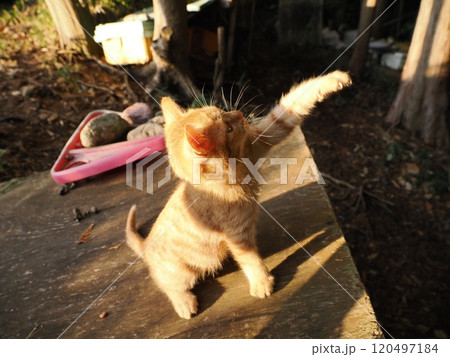 生後二ヶ月の可愛い茶トラ子猫がおもちゃで遊ぶ 生後二ヶ月の可愛い茶トラ子猫がおもちゃで遊ぶ 120497184