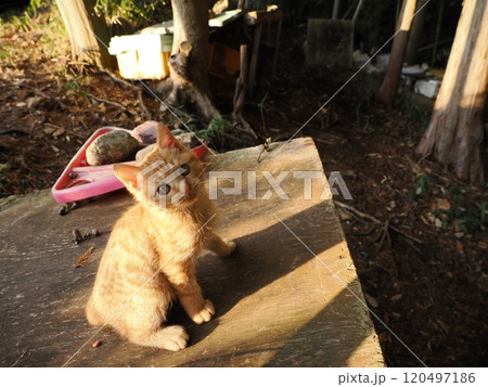 生後二ヶ月の可愛い茶トラ子猫がおもちゃで遊ぶ 生後二ヶ月の可愛い茶トラ子猫がおもちゃで遊ぶ 120497186