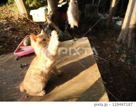 生後二ヶ月の可愛い茶トラ子猫がおもちゃで遊ぶ 生後二ヶ月の可愛い茶トラ子猫がおもちゃで遊ぶ 120497187