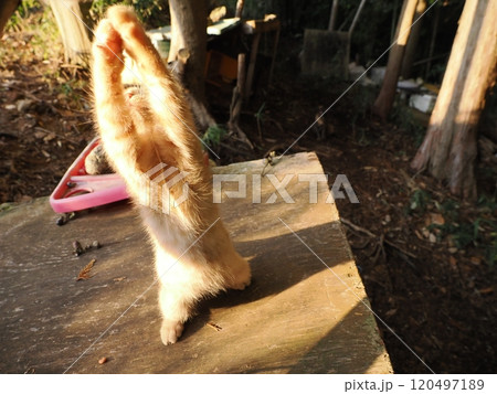 生後二ヶ月の可愛い茶トラ子猫がおもちゃで遊ぶ 生後二ヶ月の可愛い茶トラ子猫がおもちゃで遊ぶ 120497189
