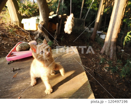 生後二ヶ月の可愛い茶トラ子猫がおもちゃで遊ぶ 生後二ヶ月の可愛い茶トラ子猫がおもちゃで遊ぶ 120497196