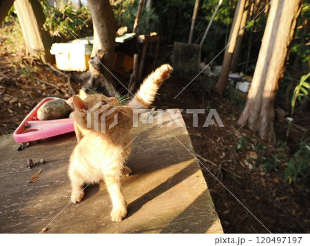 生後二ヶ月の可愛い茶トラ子猫がおもちゃで遊ぶ 120497197