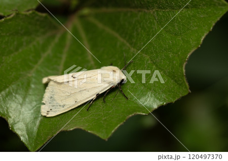 キバネモンヒトリ 120497370