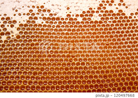 bee fresh honey in combs. background and texture. vitamin natural food. bee work product 120497668