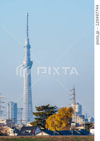 「東京都」市川付近の江戸川から東京スカイツリーを望む 「東京都」市川付近の江戸川から東京スカイツリーを望む 120497744