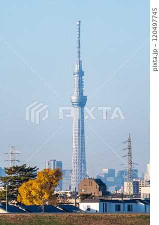 「東京都」市川付近の江戸川から東京スカイツリーを望む 120497745