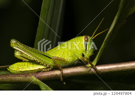 ツチイナゴ　幼虫 120497804