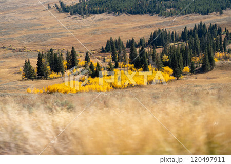 Golden Fields and Trees in Yellowstone National Park's Scenic Landscape. Golden Fields and Trees in Yellowstone National Park's Scenic Landscape. 120497911