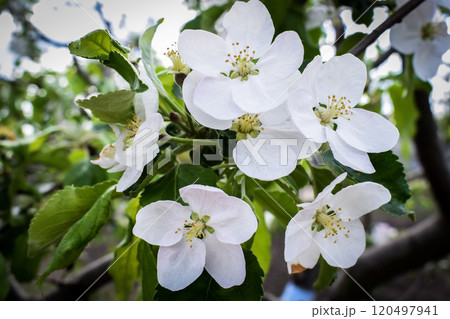 Spring pink and white flowers Spring pink and white flowers 120497941
