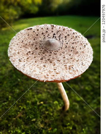 big mushroom in the forest big mushroom in the forest 120497976