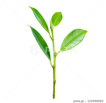 Plant fresh green growing isolated on white background. 120498084