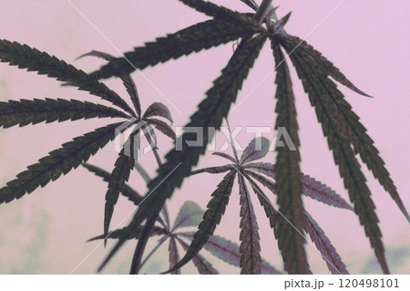 大麻と薄紫の背景のおしゃれで幻想的なイラスト（purple haze cannabis） 120498101