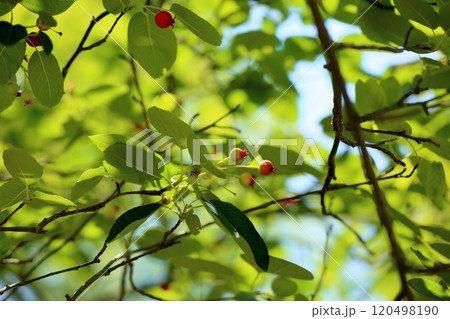 可愛い　ジューンベリーの実 120498190