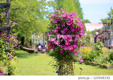 鮮やか　クレマチスの花 120498192