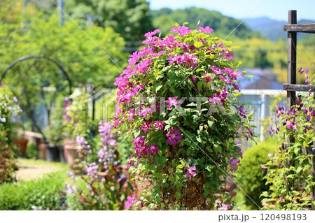 鮮やか　クレマチスの花 120498193