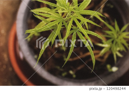 アットホームで健康的な雰囲気の鉢植えの医療大麻（cannabis） 120498244