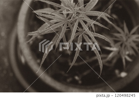 アットホームで健康的な雰囲気の鉢植えの医療大麻（cannabis） 120498245