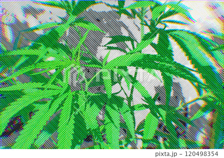 ドット絵風の爽やかな大麻のポップでおしゃれなイラスト（cannabis with dots） 120498354