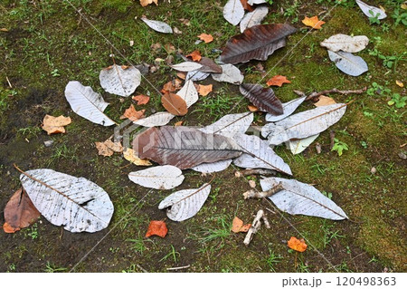 ホオノキの紅葉・朴の木 120498363