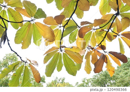 ホオノキの紅葉・朴の木 120498366